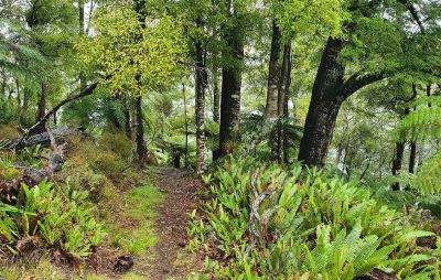 Lake Rotorangi Hydro Walkway